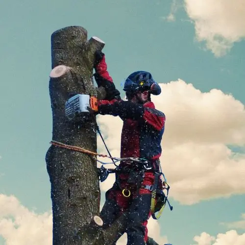 Abattage d'arbres à Saint-Arnoult-en-Yvelines, démonstration en situation réelle sur un arbre de technique d'élagage de l'entreprise EcoVerde Parcs et Jardins située à Saint-Arnoult-en-Yvelines.