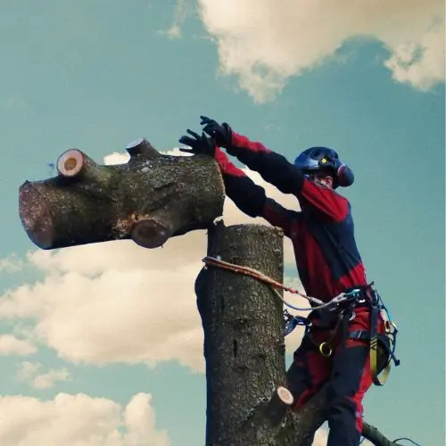 Abattage d'arbres à Saint-Arnoult-en-Yvelines, démonstration en situation réelle sur un arbre de technique d'élagage de l'entreprise EcoVerde Parcs et Jardins située à Saint-Arnoult-en-Yvelines.