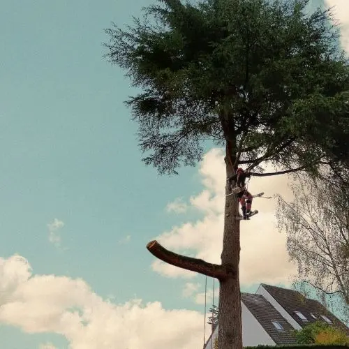 Abattage d'arbres à Saint-Arnoult-en-Yvelines, démonstration en situation réelle sur un arbre de technique d'élagage de l'entreprise EcoVerde Parcs et Jardins située à Saint-Arnoult-en-Yvelines.