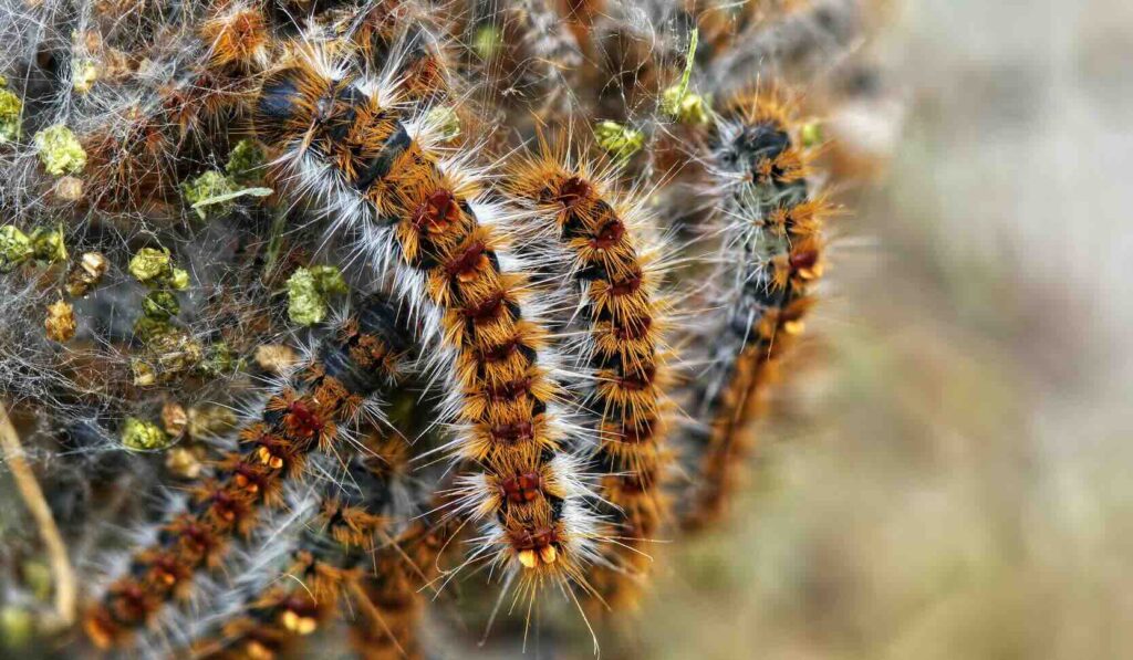 Chenilles processionnaires : pourquoi sont-elles peut-être plus dangereuses que vous ne le pensez ?