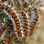 Chenilles processionnaires à Saint-Arnoult-en-Yvelines : détection, traitement et éliminations des nids de chenilles processionnaires du pin et du chêne.