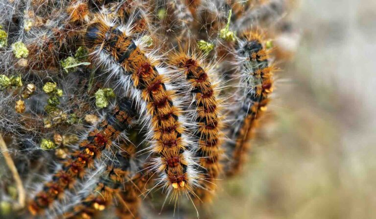 Chenilles processionnaires à Saint-Arnoult-en-Yvelines : détection, traitement et éliminations des nids de chenilles processionnaires du pin et du chêne.