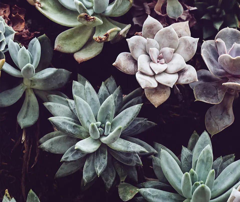 Il s'agit d'une image d'un massif de plantes grasse. Cette prestations fait partie de la gamme des créations paysagère dans le jardin d'un particulier à Sonchamp (78120) par l'entreprise EcoVerde Parcs et Jardins à Saint-Arnoult-en-Yvelines (78730). L'entreprise réalise aussi d'autres créations paysagères à Sonchamp comme la pose de clôtures, la création de pelouse, la création de massif ou encore la plantation d'arbre.