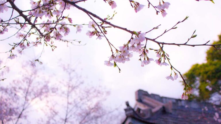 Hanami et taille de vos arbres - article de blog de l'entreprise Ecoverde Parcs et Jardins spécialiste de l'entretien des espaces verts sur les communes de Saint-Arnoult-en-Yvelines, Sonchamp, Greffiers, Longuevilliers, Angervilliers, Bullion, Bonnelles. Taille de haie, élagage urgence, abattage urgence. Cette article de blog traite du lien entre la taille des fruitiers, le mois d'avril, et l'apparition des fleurs de cerisiers au japon. L'image attachée est une estampe japonaise relatant que la coutume du hanami est une tradition ancestrale depuis l'époque Nara.