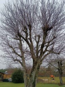 EcoVerde Parcs et Jardins réalisations