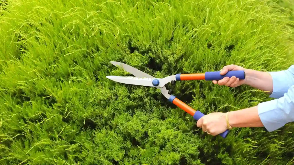 Cette image représente une personne en train de tailler une haie avec un outil manuel la cisaille. Ceci est une illustration de la technique de la taille-douce utilisée par l'entreprise EcoVerde Parcs et Jardins située à Saint-Arnoult-en-Yvelines (78).