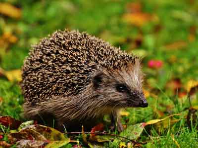 Ceci est un hérisson Européen. Il s'agit d'un animal qui a besoin d'une haie florissante et pas trop coupée ou taillée pour survivre. Il nidifie aussi dans la bande de terre présente juste avant la haie.