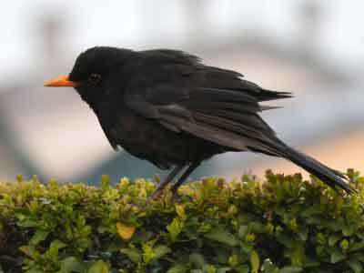 Il s'agit d'un merle noir. Un oiseau qui a besoin d'une haie florissante et pas trop coupée ou taillée pour installer son nid. Lors de la période de nidification, il est impératif de vérifier la présence de nids avant de tailler les haies.