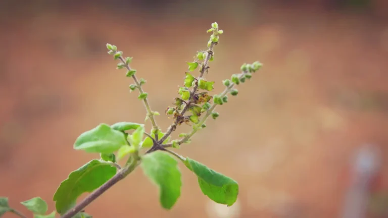 Sortie nature dans les Yvelines : Les plantes mal-aimées