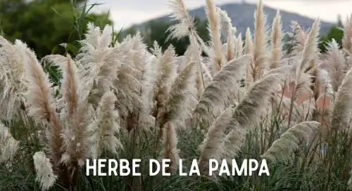 Ceci est l'image d'une herbe de la pampa. Plantes dangereuses pour l'homme et les animaux- Article de Blog Rédigé par EcoVerde Parcs et Jardins à Saint-Arnoult-en-Yvelines-en-Yvelines