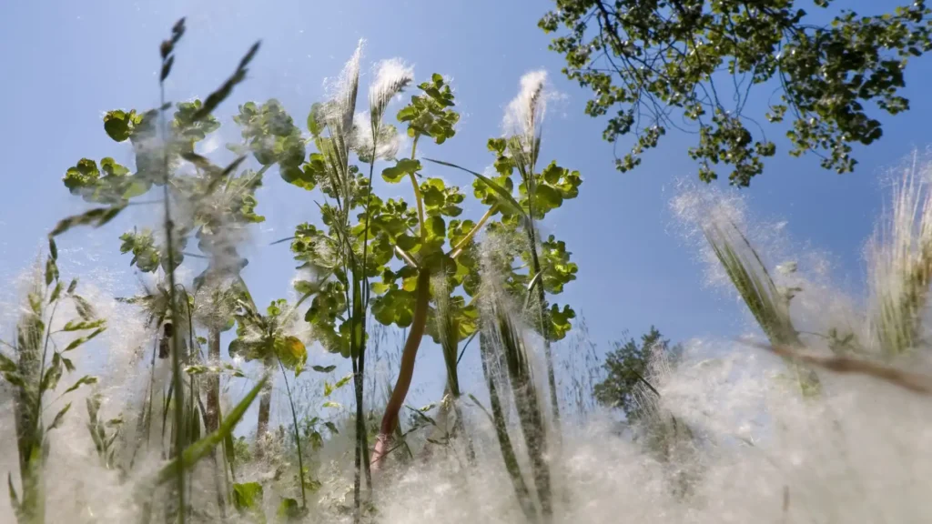 Ceci est l’image de plante diffusant du pollens en grande quantité. Bannière principale du deuxième article sur les Plantes dangereuses pour l'homme et les animaux- Article de Blog Rédigé par EcoVerde Parcs et Jardins à Saint-Arnoult-en-Yvelines-en-Yvelines.
