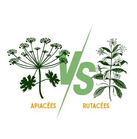 Ceci est l’image de deux familles de plantes dangereuses pour la santé : les apiacées et les rotacées. Plantes dangereuses pour l'homme et les animaux- Article de Blog Rédigé par EcoVerde Parcs et Jardins à Saint-Arnoult-en-Yvelines-en-Yvelines. Crédit image : aoteraweb.fr