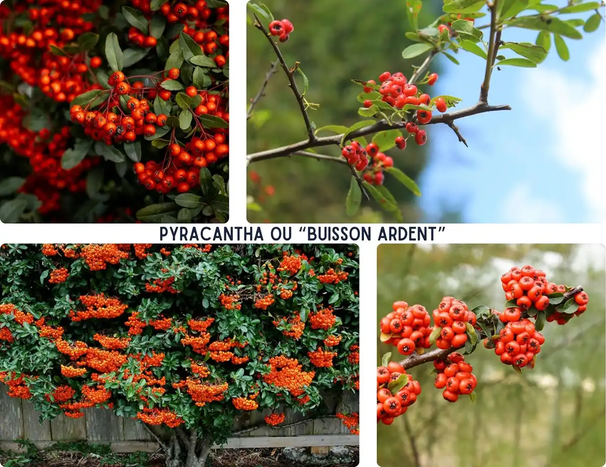 Ceci est l’image d’une plante nommée Pyracantha. Plantes dangereuses pour l'homme et les animaux- Article de Blog Rédigé par EcoVerde Parcs et Jardins à Saint-Arnoult-en-Yvelines-en-Yvelines.