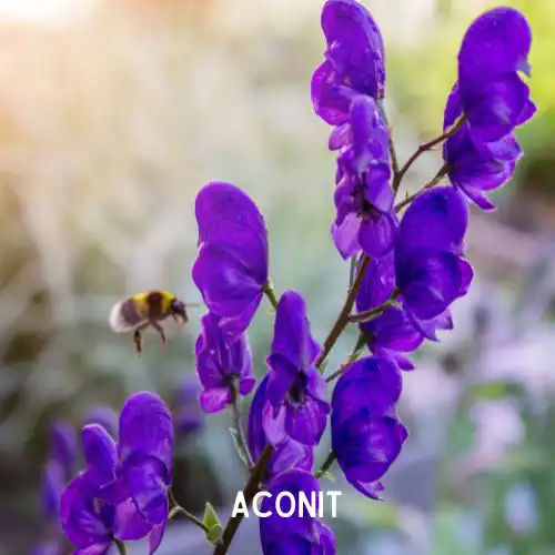 Ceci est l’image d’une aconit nappe, plante à poison. Plantes dangereuses pour l'homme et les animaux- Article de Blog Rédigé par EcoVerde Parcs et Jardins à Saint-Arnoult-en-Yvelines-en-Yvelines.