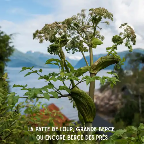 Ceci est l’image d’une plantes patte de loup ou Grande berce. Plantes dangereuses pour l'homme et les animaux- Article de Blog Rédigé par EcoVerde Parcs et Jardins à Saint-Arnoult-en-Yvelines-en-Yvelines.