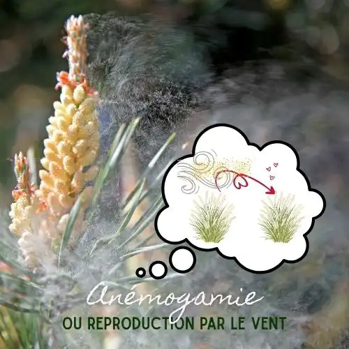 Ceci est l’image de plante diffusant du pollens en grande quantité. Illustration de la reproduction par anémogamie du deuxième article sur les Plantes dangereuses pour l'homme et les animaux- Article de Blog Rédigé par EcoVerde Parcs et Jardins à Saint-Arnoult-en-Yvelines-en-Yvelines.