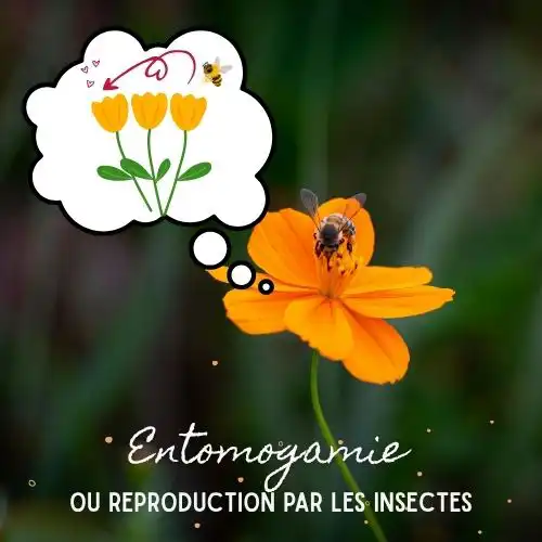 Ceci est l’image de plante diffusant du pollens en grande quantité. Illustration de la reproduction par entomogamie du deuxième article sur les Plantes dangereuses pour l'homme et les animaux- Article de Blog Rédigé par EcoVerde Parcs et Jardins à Saint-Arnoult-en-Yvelines-en-Yvelines.
