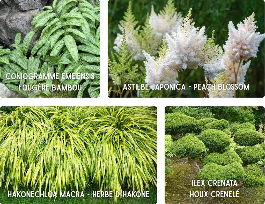Ceci est une image de plantes dit « japonais » composé de coaiogramme, d'astibile Japonica, d'Hakonechloa macro et d'arbustes broussailleux nommé silex crenata. Il s’agit d’une des solutions possibles pour créer un jardin hypoallergénique afin de lutter contre la diffusion des pollens. Image du deuxième article sur les Plantes dangereuses pour l'homme et les animaux- Article de Blog Rédigé par EcoVerde Parcs et Jardins à Saint-Arnoult-en-Yvelines-en-Yvelines.