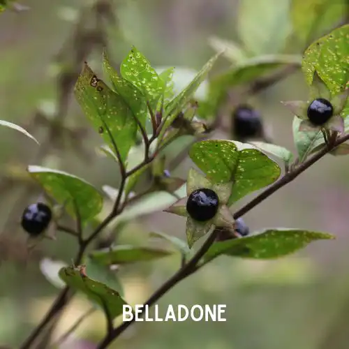 Ceci est l’image d’une plante nommée Belladone ou "Cerise du diable". Plantes dangereuses pour l'homme et les animaux- Article de Blog Rédigé par EcoVerde Parcs et Jardins à Saint-Arnoult-en-Yvelines-en-Yvelines.