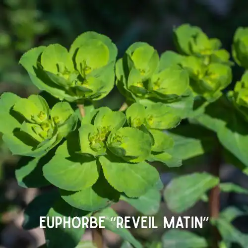 Ceci est l’image d’une plante nommée euphorbe "réveil-matin". Plantes dangereuses pour l'homme et les animaux- Article de Blog Rédigé par EcoVerde Parcs et Jardins à Saint-Arnoult-en-Yvelines-en-Yvelines.