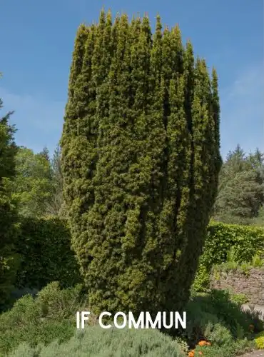 Ceci est l’image d’un if commun. Plantes dangereuses pour l'homme et les animaux- Article de Blog Rédigé par EcoVerde Parcs et Jardins à Saint-Arnoult-en-Yvelines-en-Yvelines.