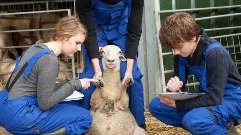 Deviens apprenti fermier à la Bergerie nationale à Rambouillet (78) - Actualités locales - Ecoverde Parcs et Jardins - Paysagiste -Elagueur-Grimpeur à Saint-Arnoult-en-Yvelines-en-Yvelines