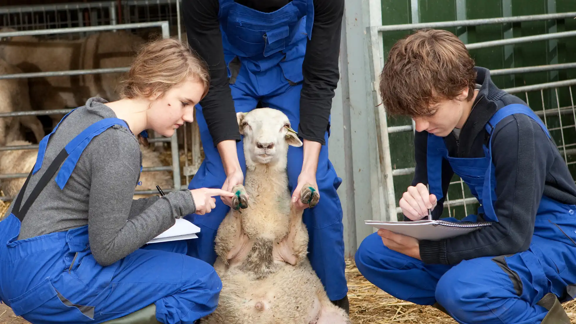 Deviens apprenti fermier à la Bergerie nationale à Rambouillet (78) - Actualités locales - Ecoverde Parcs et Jardins - Paysagiste -Elagueur-Grimpeur à Saint-Arnoult-en-Yvelines-en-Yvelines