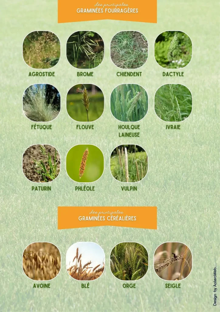 Ceci est une illustration des plantes présentant les graminées fourragères qui sont autour de nous, présentant un risque élevé d'allergie aux pollens. Illustration crée par AoteraWeb. Image d'illustration du premier article sur les Plantes dangereuses pour l'homme et les animaux- Article de Blog Rédigé par EcoVerde Parcs et Jardins à Saint-Arnoult-en-Yvelines-en-Yvelines.