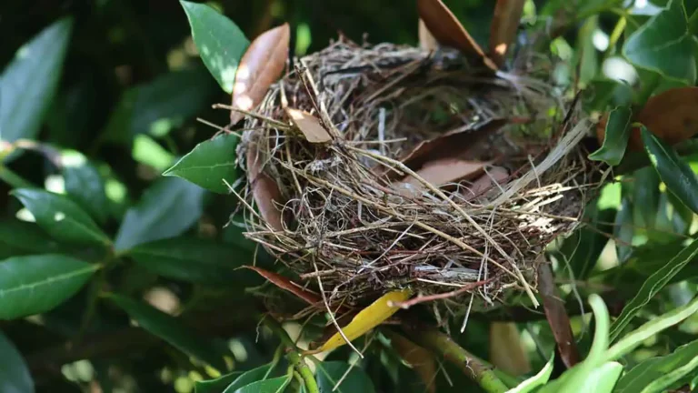 Taille de haies : guide printemps 2025