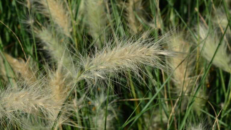 Protégez vos animaux : les épillets, un danger à ne pas négliger à Saint-Arnoult-en-Yvelines