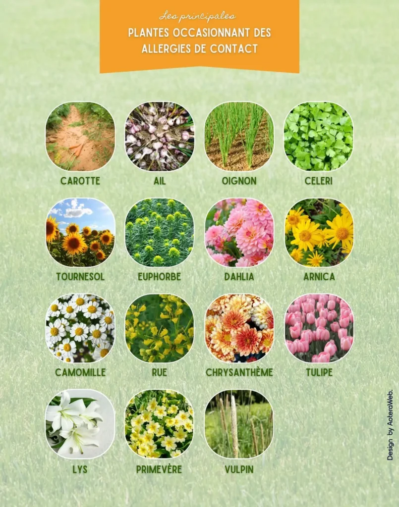 Ceci est une illustration des plantes présentant un risque d'allergies de contact avec la peau de l'homme. Illustration crée par AoteraWeb. Image d'illustration du premier article sur les Plantes dangereuses pour l'homme et les animaux- Article de Blog Rédigé par EcoVerde Parcs et Jardins à Saint-Arnoult-en-Yvelines-en-Yvelines.