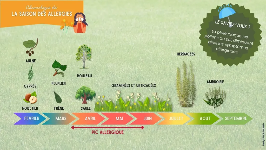 Ceci est une illustration de la saisonnalité des pollens avec leurs période les plus actives en avril mai juin, puis en septembre. Illustration crée par AoteraWeb. Image d'illustration du premier article sur les Plantes dangereuses pour l'homme et les animaux- Article de Blog Rédigé par EcoVerde Parcs et Jardins à Saint-Arnoult-en-Yvelines-en-Yvelines.