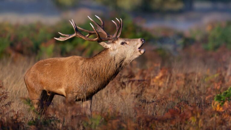 Brame du cerf en Forêt de Rambouillet – saison 2025