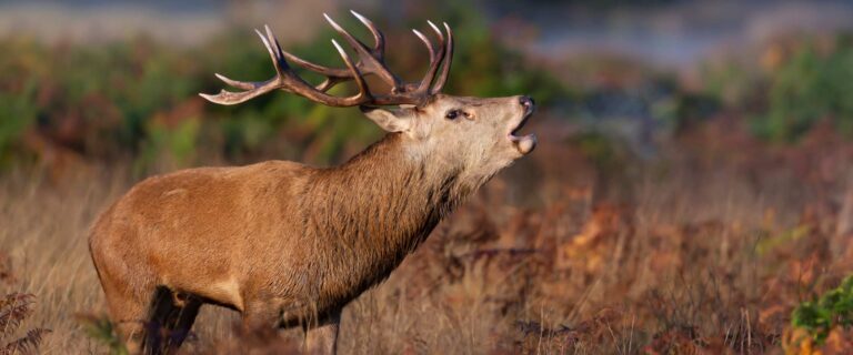 Brame du cerf en Forêt de Rambouillet – saison 2025