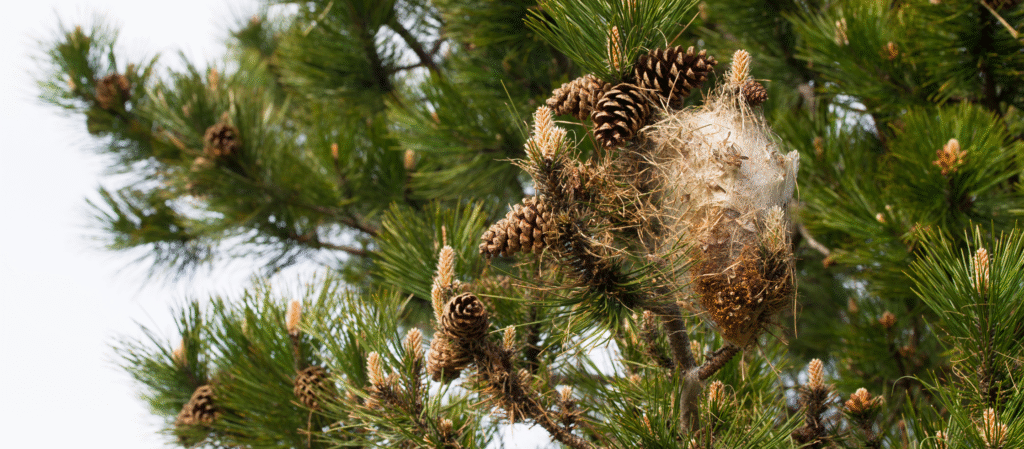 Chenilles processionnaires : c’est le moment d’intervenir
