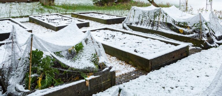 Préparer son potager en décembre : l’essentiel à faire avant l’hiver !