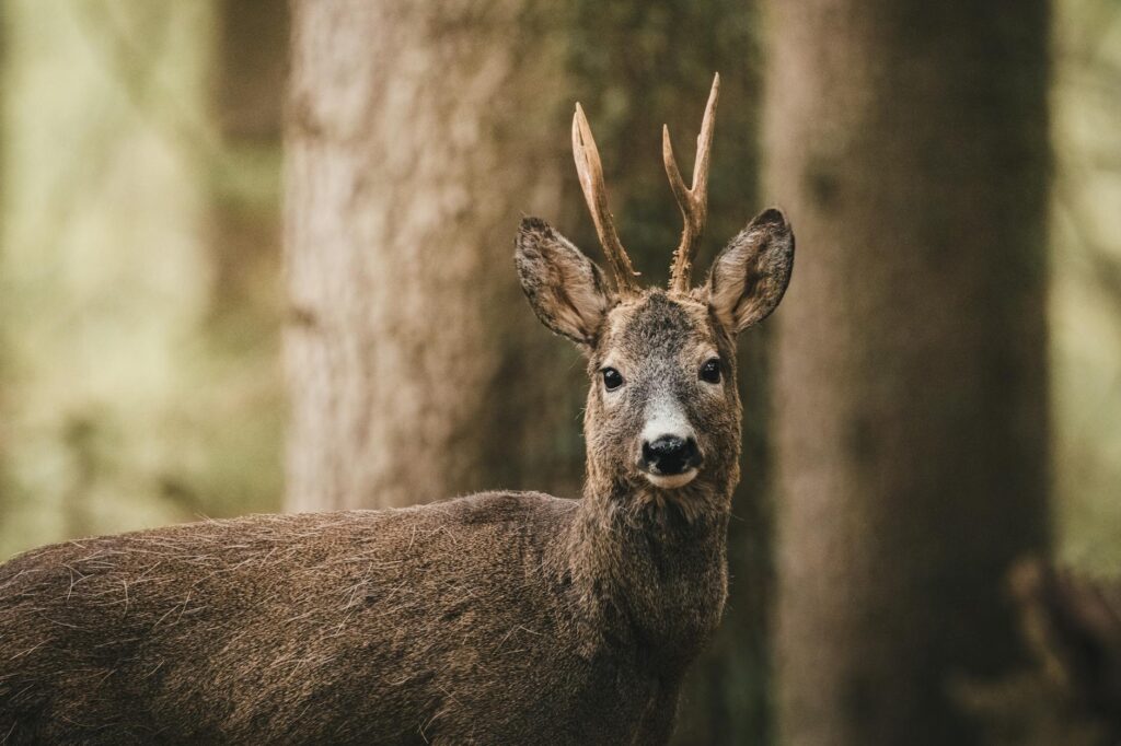 Journée des forêts à Gambaiseuil