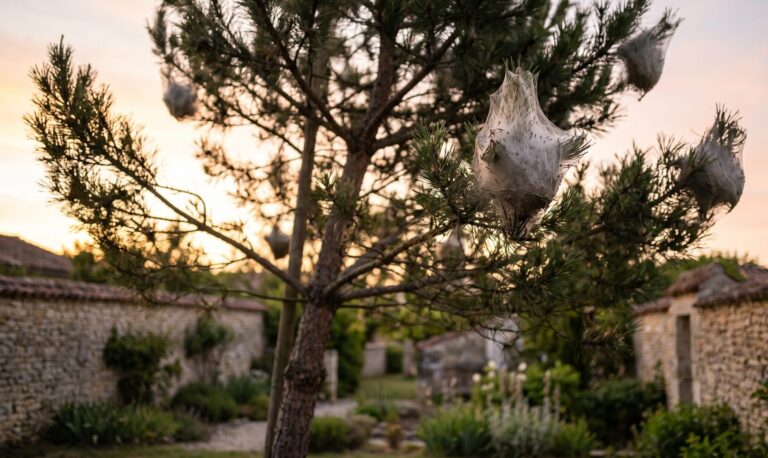 Chenilles processionnaires dans les Yvelines : prévention et lutte