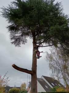 Photo d'une intervention d'abattage d'arbre par Eco Verde Parc et Jardins