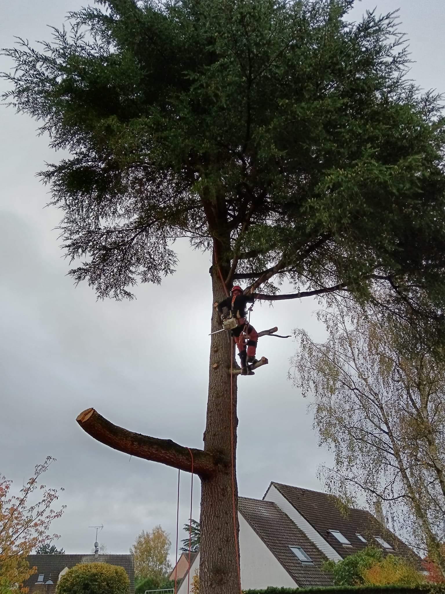Photo d'une intervention d'abattage d'arbre par Eco Verde Parc et Jardins