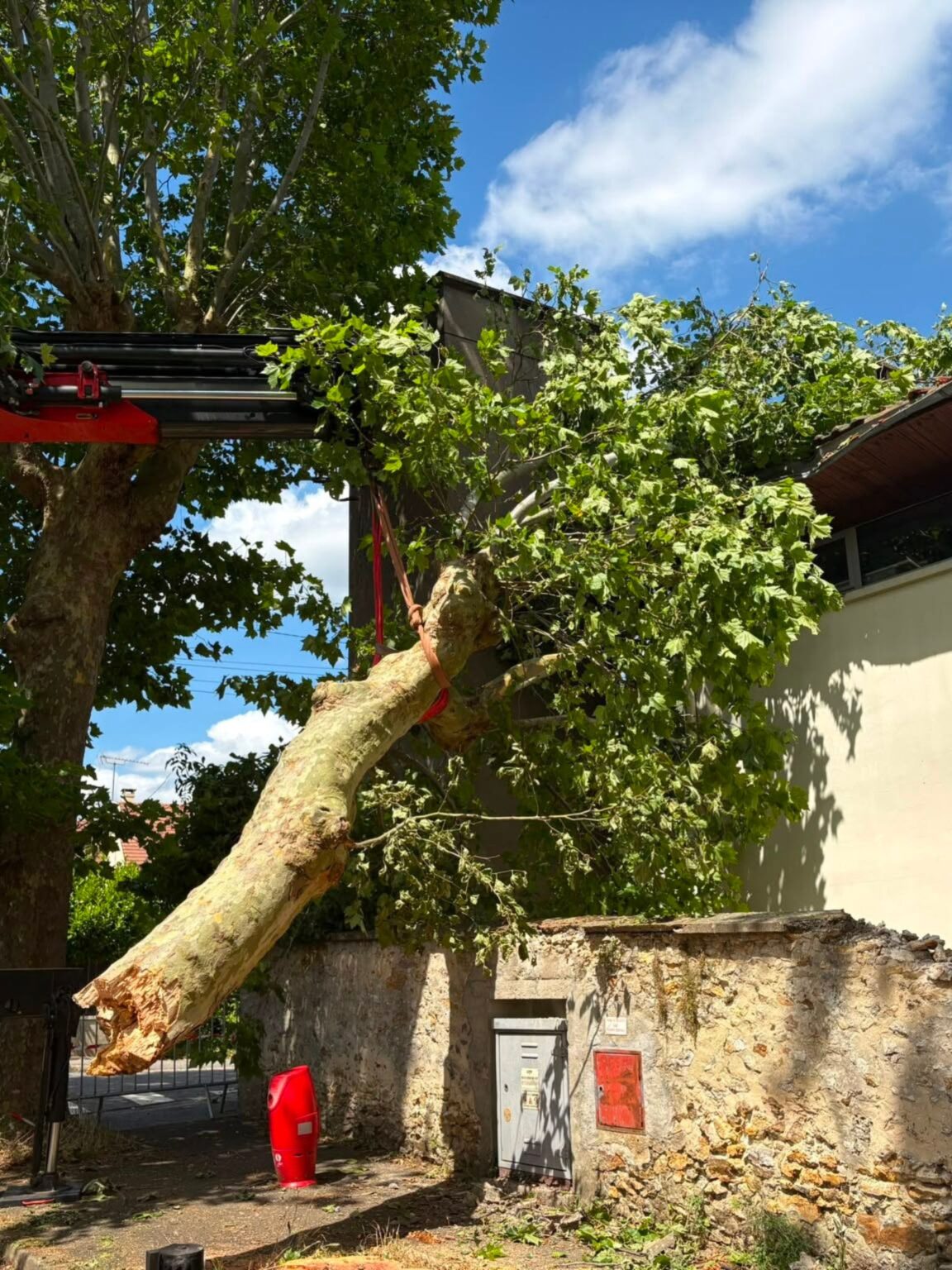 Abattage d'un platane par démontage à la grue à Saint-Arnoult-en-Yvelines