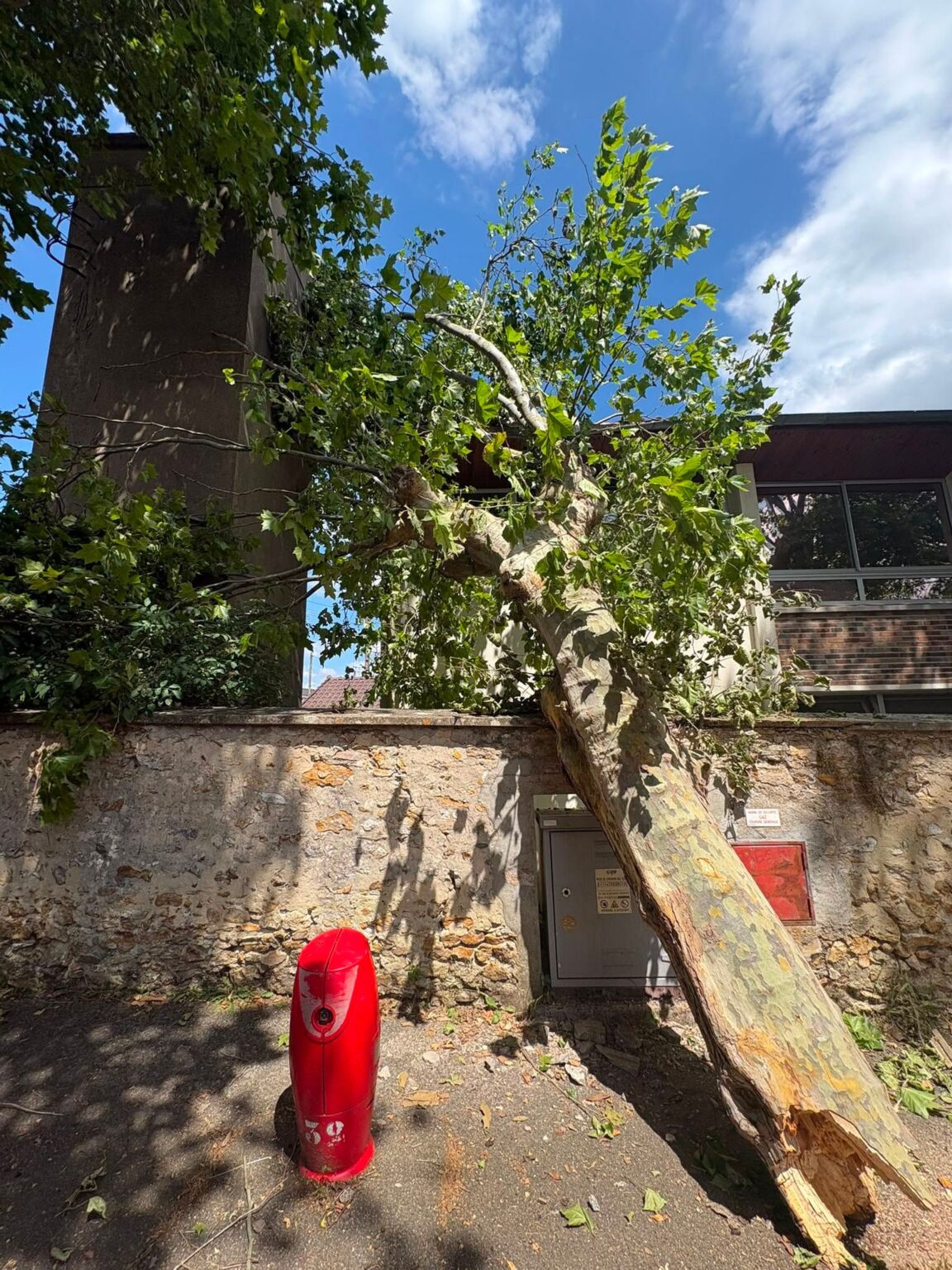 Branche de platane tombée sur un mur et un coffret gaz à Saint-Arnoult-en-Yvelines