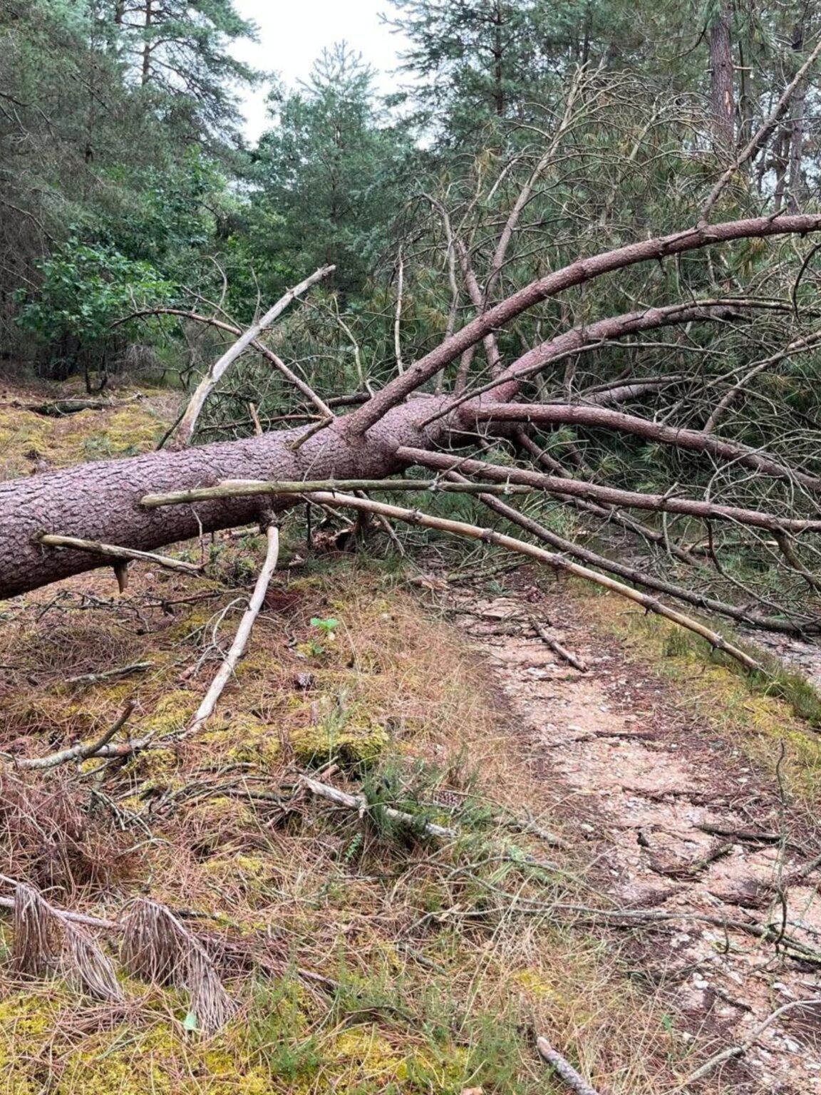 Pin couché en travers d'un chemin forestier près de Rambouillet après tempête