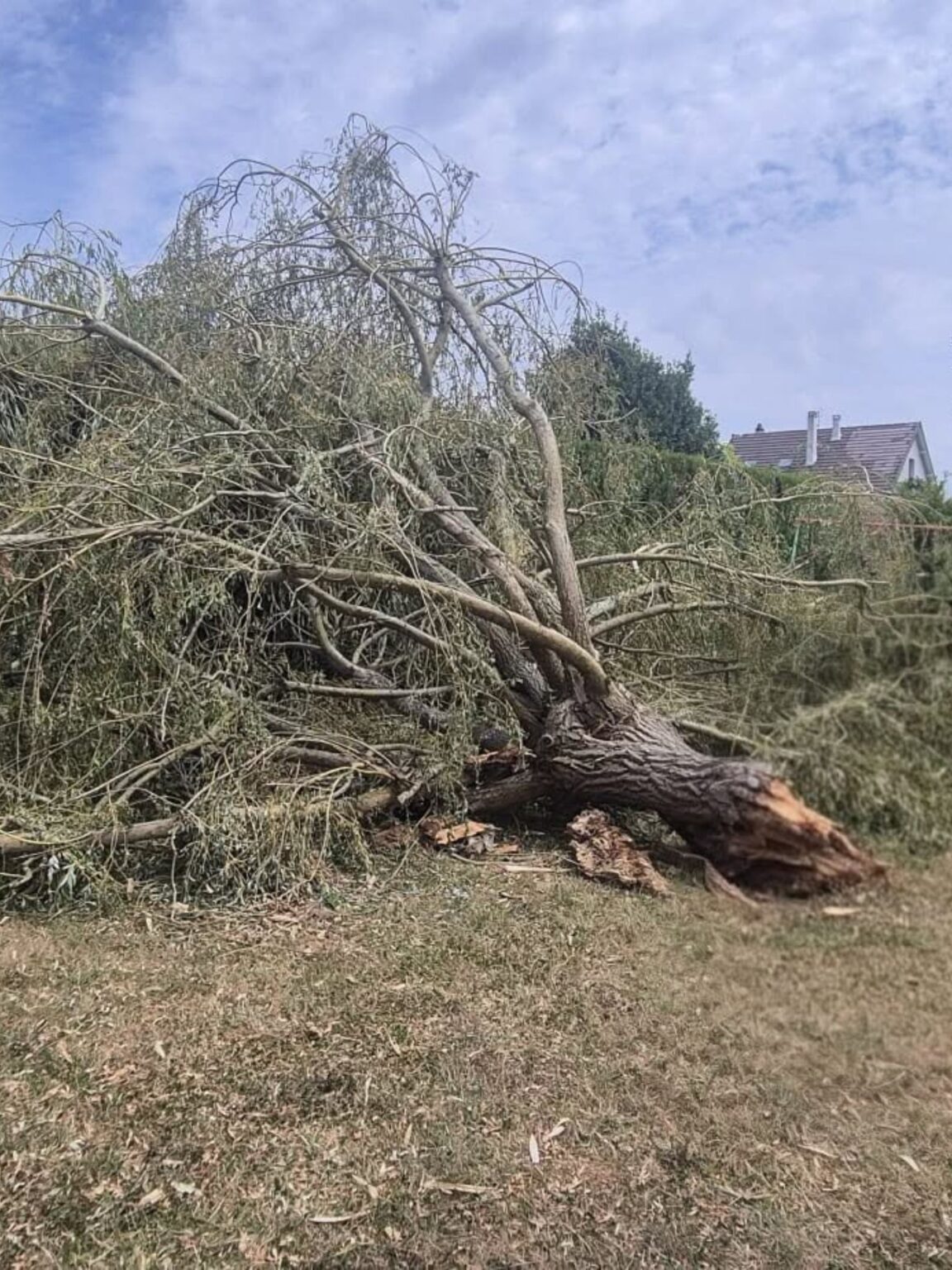 Saule pleureur déraciné par l'orage dans un jardin à Saint-Arnoult-en-Yvelines